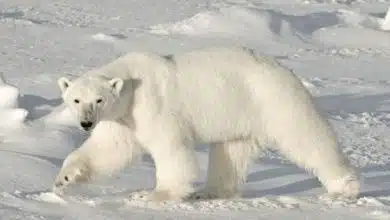 Eisbär in Kanada